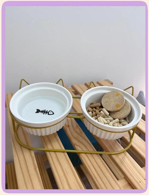 冻干复水喂食过程猫咪进食场景