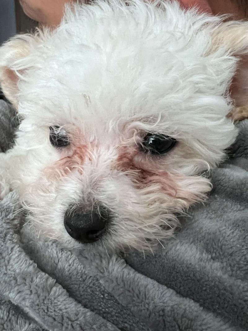 比熊狗狗脸部泪痕特写
