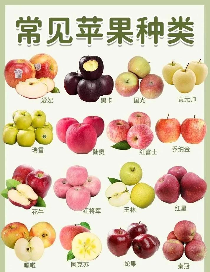 搜索苹果不同用户意图分类表