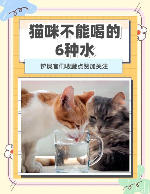 很多人忽略的细节,刚好是猫拒喝的原因