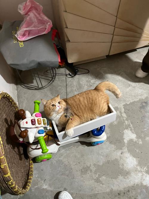 萌宠搞笑视频猫咪撞玻璃翻车现场