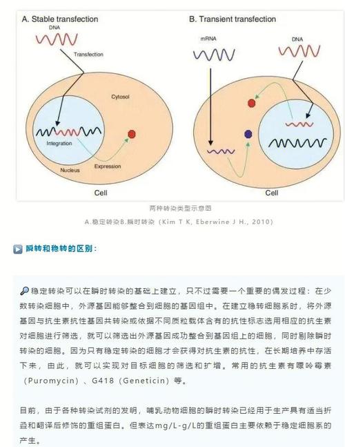 绞杀者模式逐步替换旧系统流量染色示意图