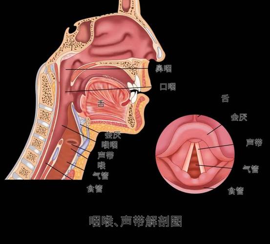 主播喉部结构声带保护示意图
