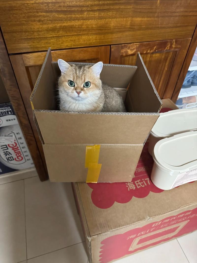 猫咪缩在快递纸箱里露爪子萌宠日常