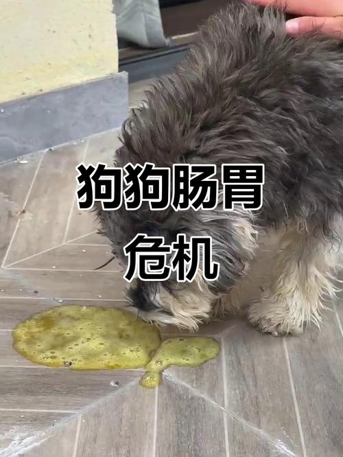 宠物吃剩菜剩饭引发呕吐实拍