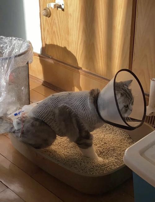 猫尿闭初期猫咪反复蹲猫砂盆场景