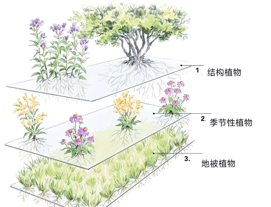 矿山边坡固氮植物与深根灌木混搭种植示意图