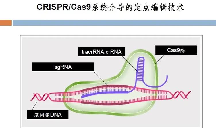 基因编辑的市场应用规模，真能吹出万亿？