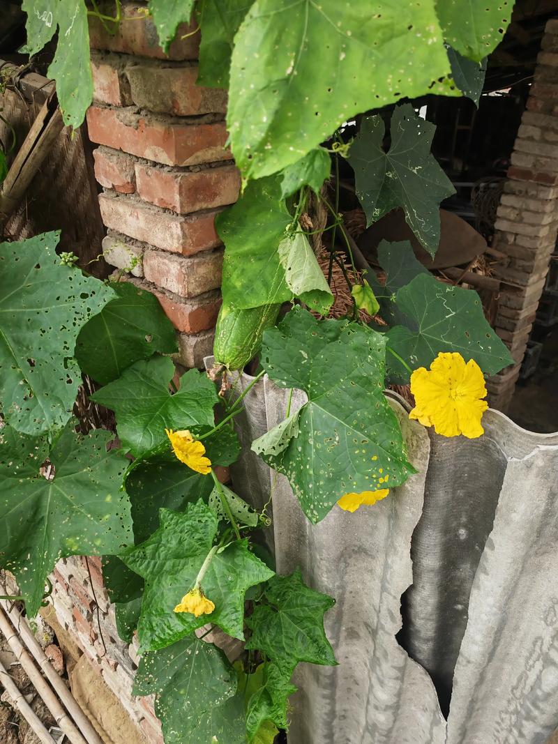 最后一根藤蔓,留给直觉