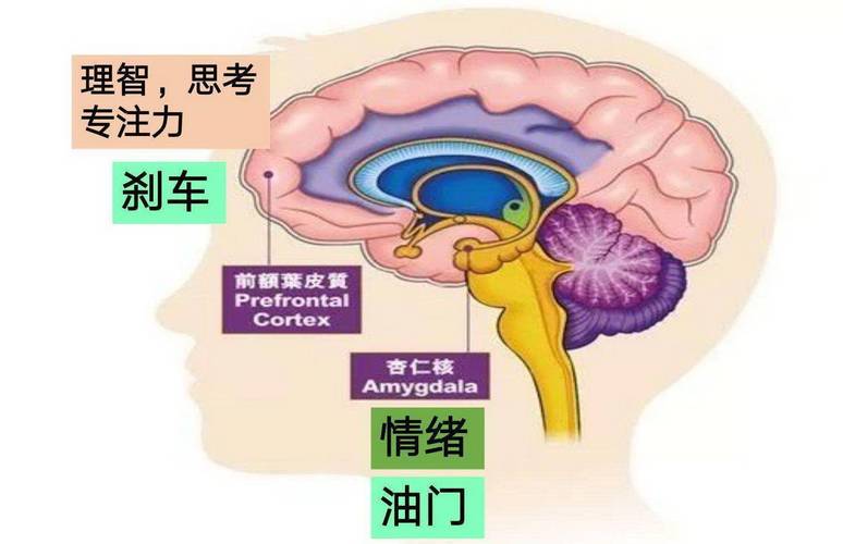 情绪爆发时大脑杏仁核反应示意图