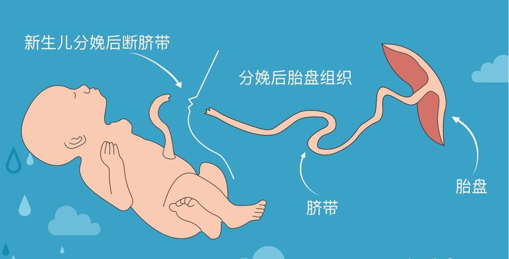 新生儿宝宝脐带生理结构示意图