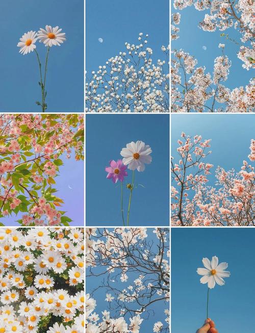 手机拍照搜花多模态检索场景图
