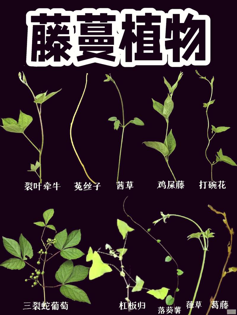 园林里的藤蔓：一半是天使，一半是坏邻居