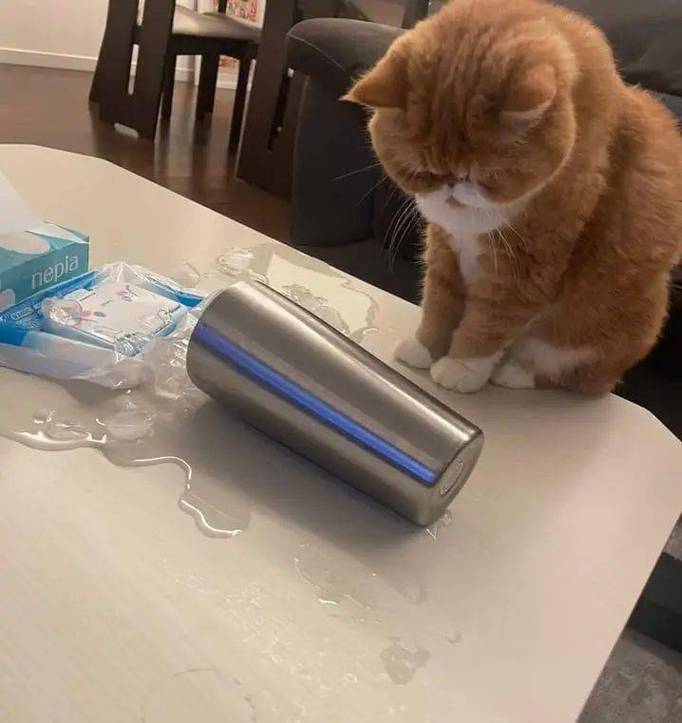 宠物猫跳上餐桌碰倒玻璃杯的真实抓拍