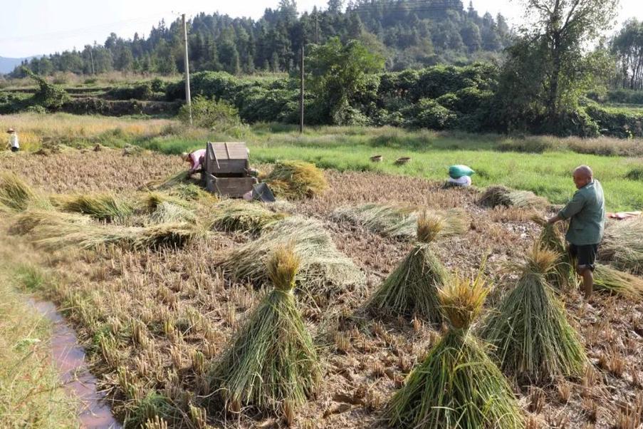 南漳麻城河村老式打谷体验场景