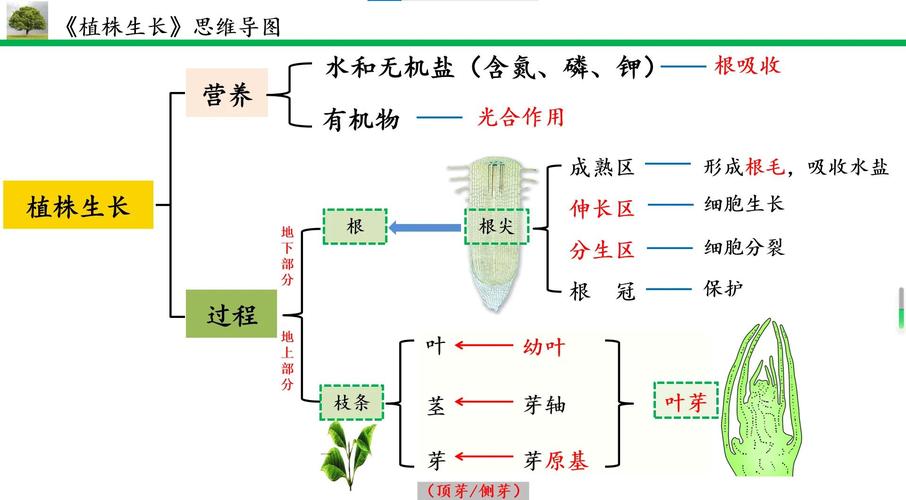 为什么盯着植物长，比上思维课还养人
