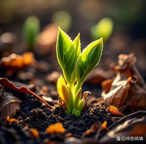 老泥土里长出新芽