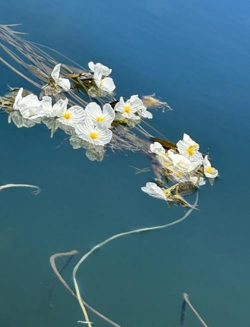 泸沽湖清晨水面漂浮的白色水性杨花