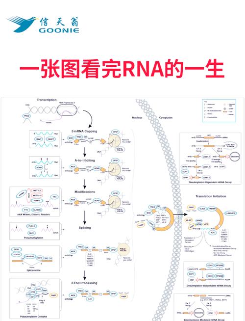 基因表达转录翻译流程图