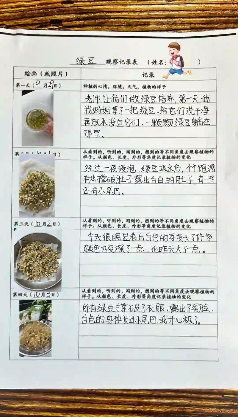小学生阳台种绿豆观察日记作业