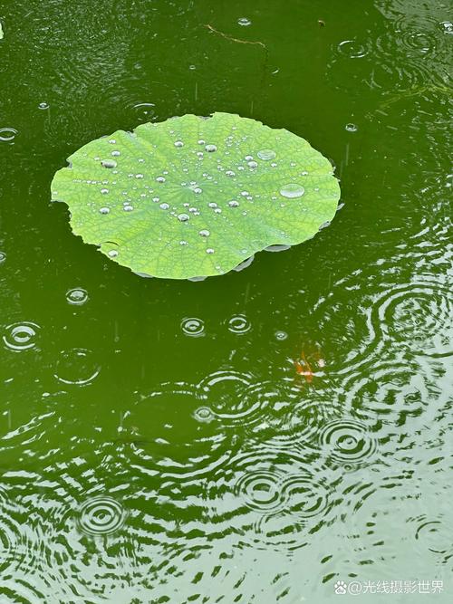 湖面细雨泛起一圈圈涟漪特写
