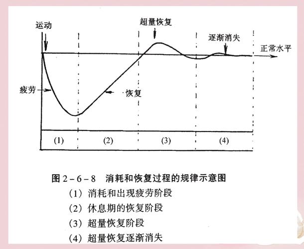 肌肉超量恢复周期曲线图