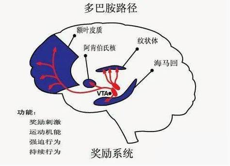 大脑多巴胺分泌机制与短视频成瘾的图解