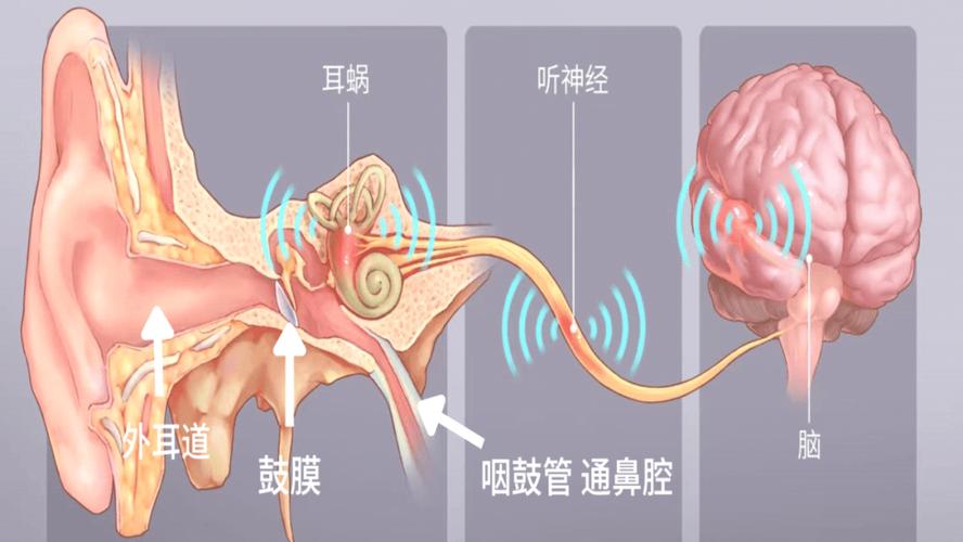 大脑预期性声音干扰原理示意图