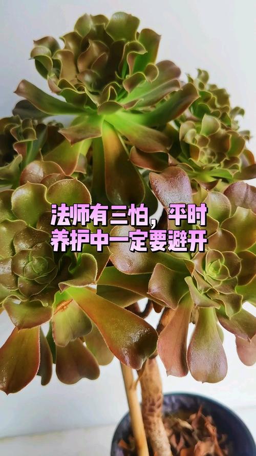 新玩意带来的新坑,老法师也容易踩