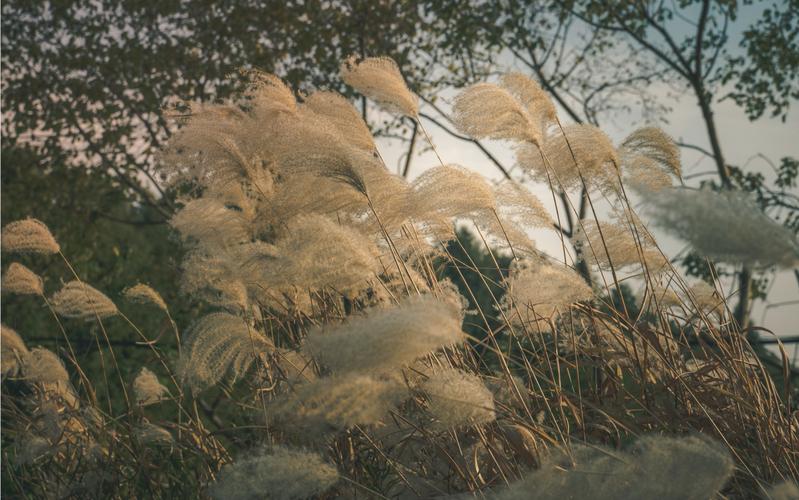 狂风中的芦苇不倒特写
