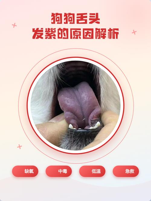 中暑后狗狗趴在地上舌头发紫图
