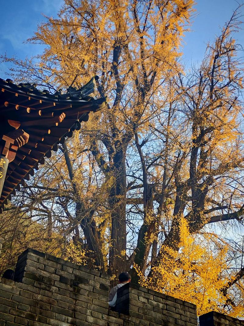 西安古观音禅寺千年银杏树唐太宗手植