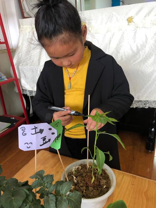 小学女生拿塑料尺量多肉叶片现场