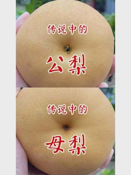 梨形/苹果/小个子,你的A字命门在哪里?