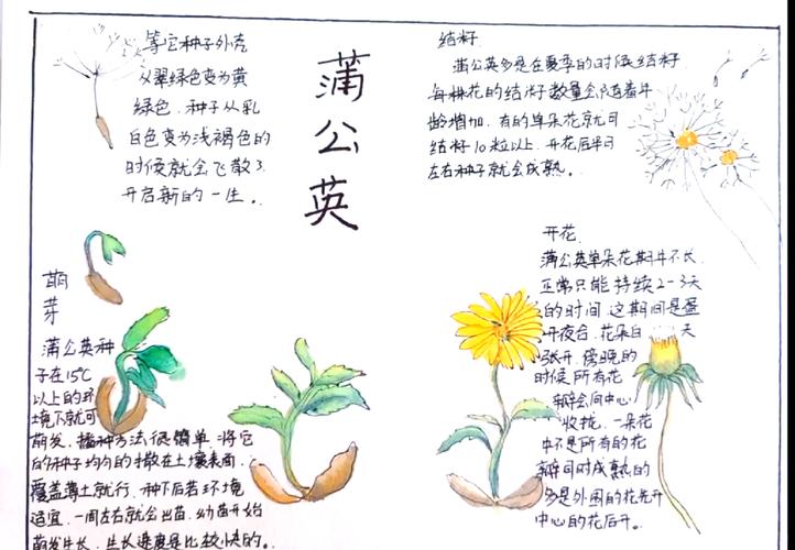 家庭亲子在草坪观察蒲公英并手绘记录的自然观察日记实例