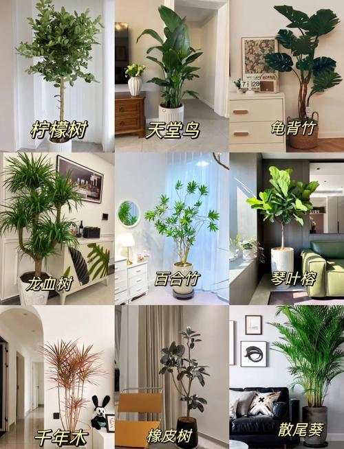 门口入户侧摆放驱虫绿植实景图
