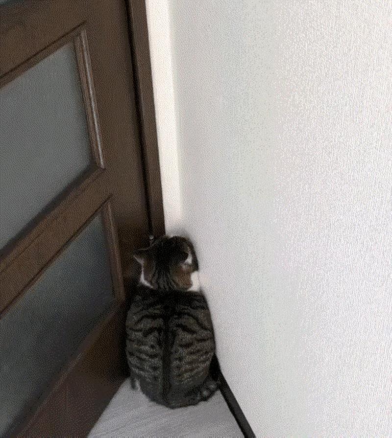 猫咪在墙角做标记行为实拍