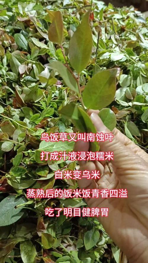 肇兴中寨溪滩淘洗乌米叶汁