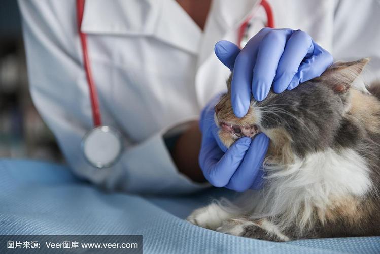 宠物医生轻轻检查猫咪牙齿的近距离特写