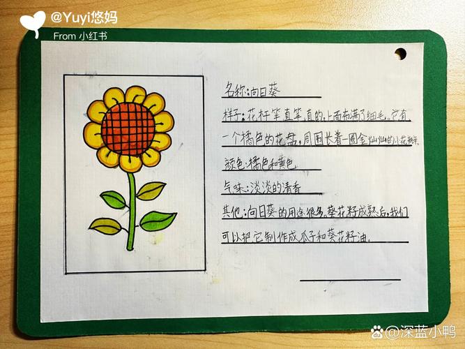 小学生夹在语文作业本里的手绘观察小纸条