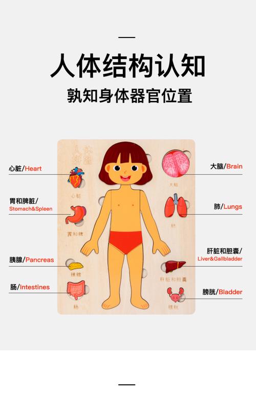 小学课堂儿童身体认知科普挂图