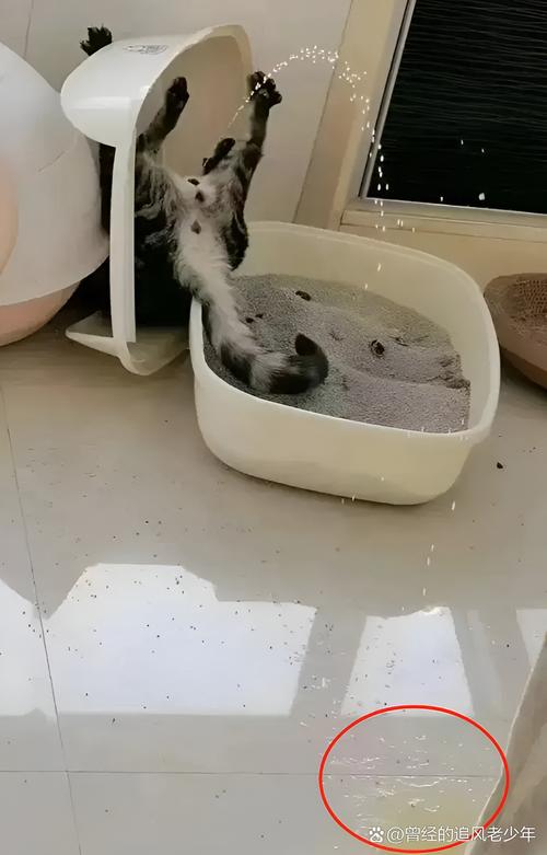 患病猫蹲猫砂盆无尿异常场景