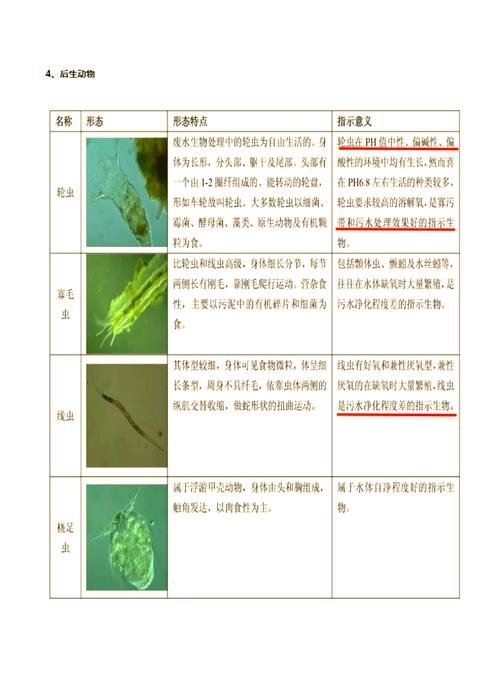 废水处理活性污泥镜检微生物状态