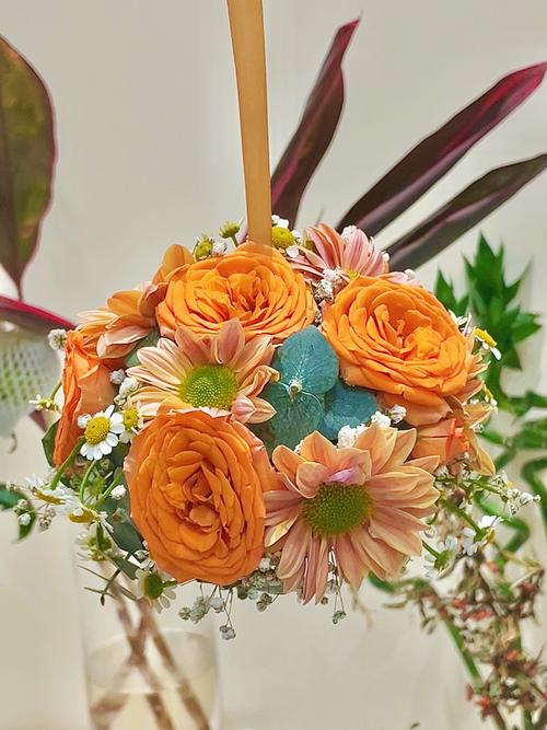 塔苏雏菊橙色花球特写