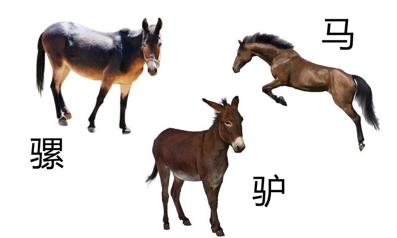 这几句话问出去，是骡子是马立马现形