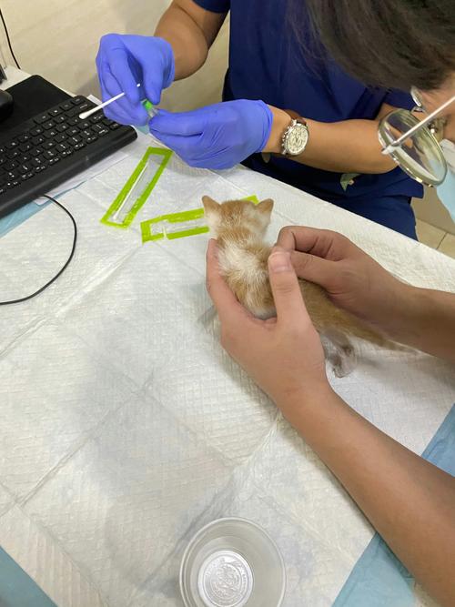 兽医给猫做过敏原皮试的操作图