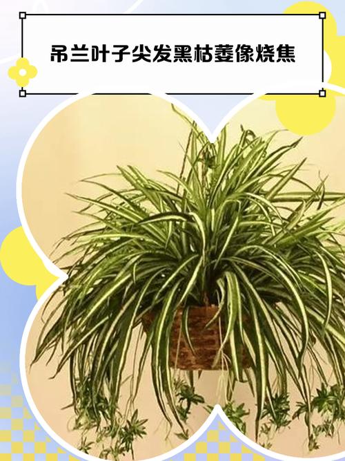 吊兰叶尖发黑症状特写