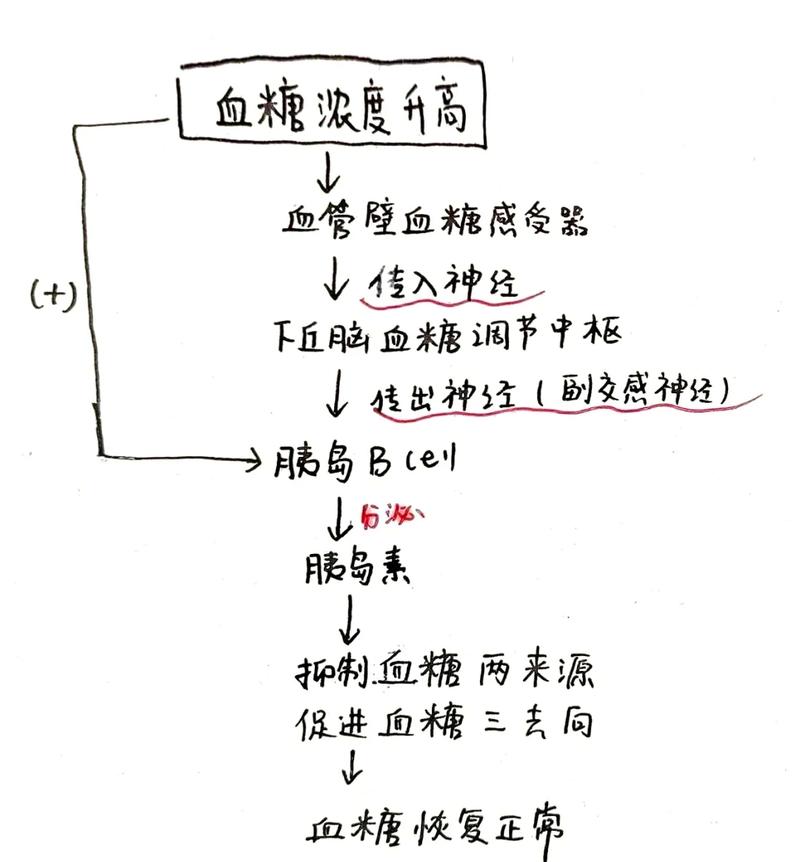 血糖稳态调节负反馈流程图