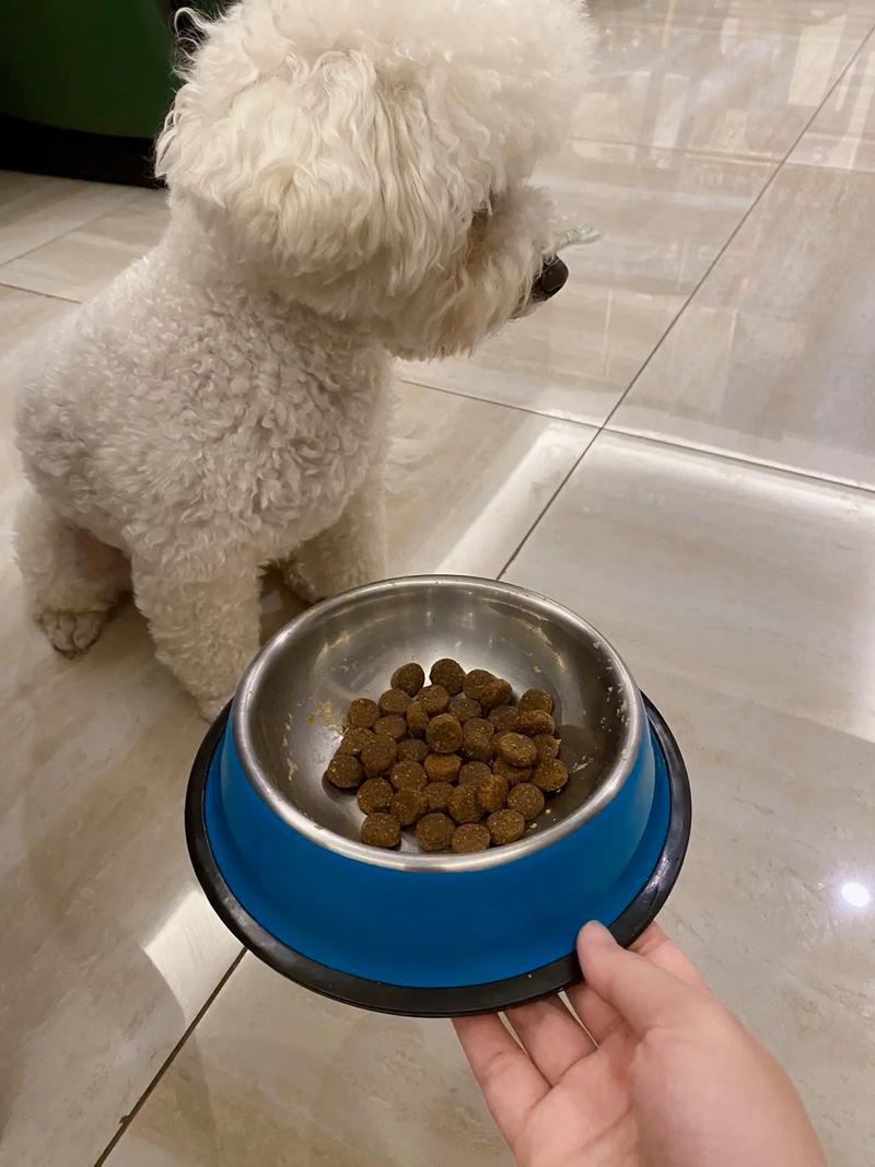 一只挑食的比熊犬把头扭开拒绝面前的狗粮碗