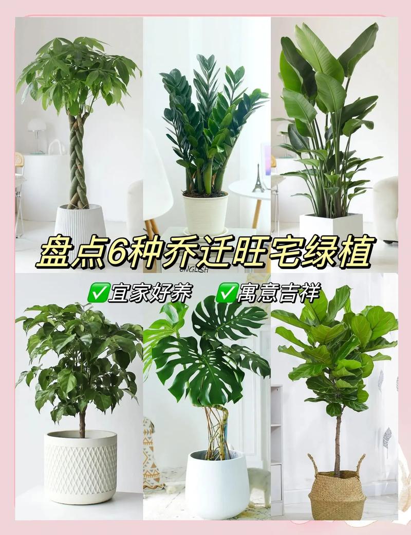 客厅财位摆放绿植招财风水